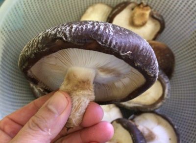 Japanese shiitake mushroom